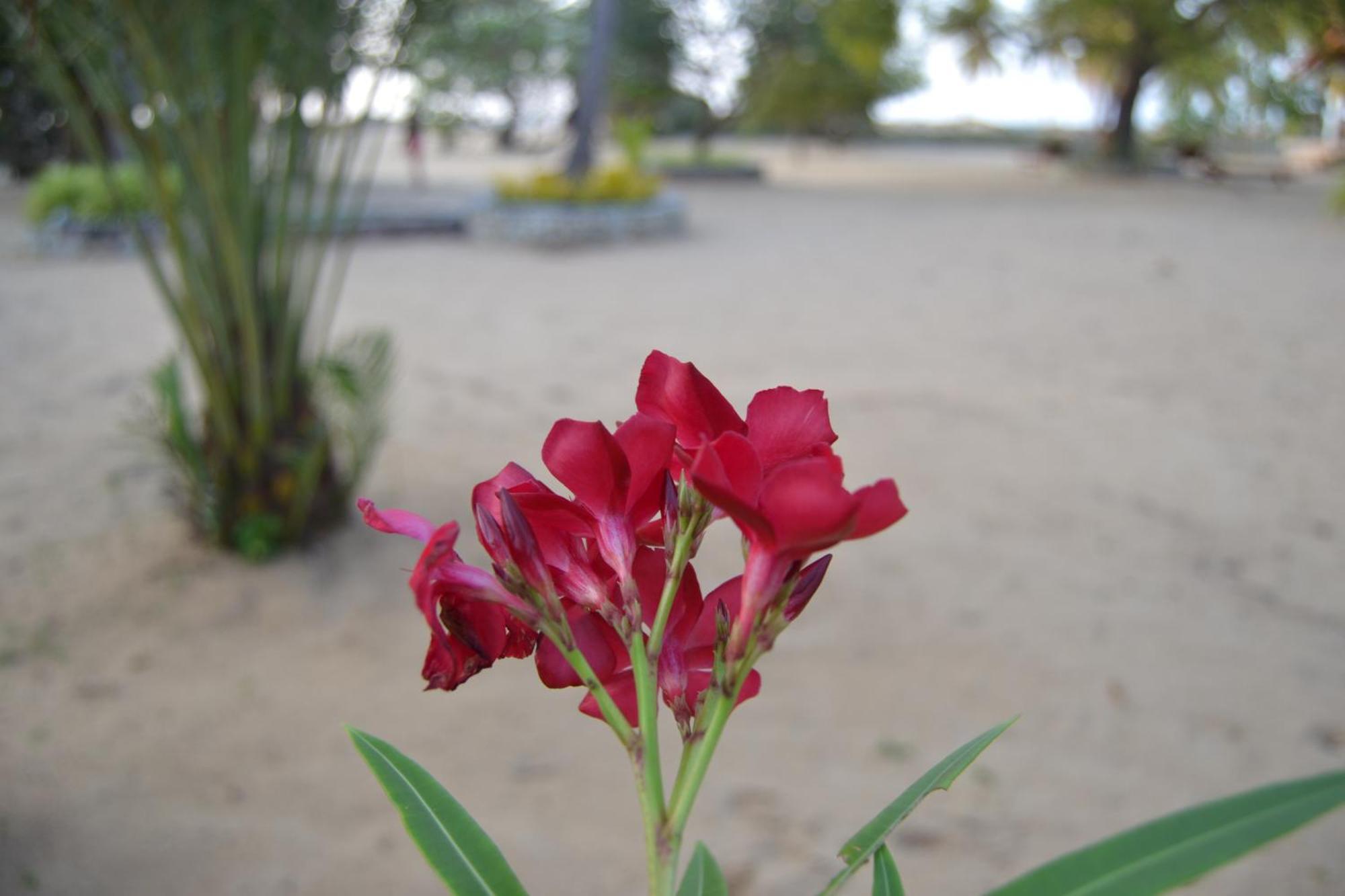Nirukthie Beach Resort & Restaurant Kalpitiya Buitenkant foto