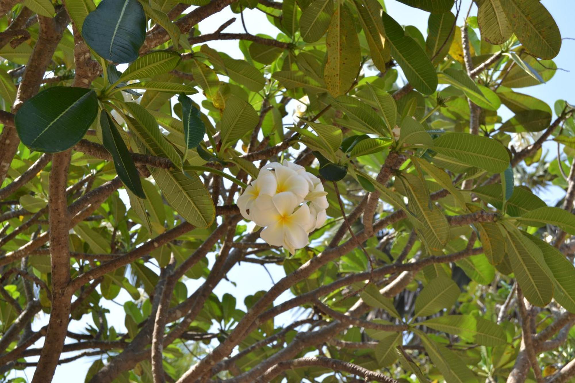 Nirukthie Beach Resort & Restaurant Kalpitiya Buitenkant foto